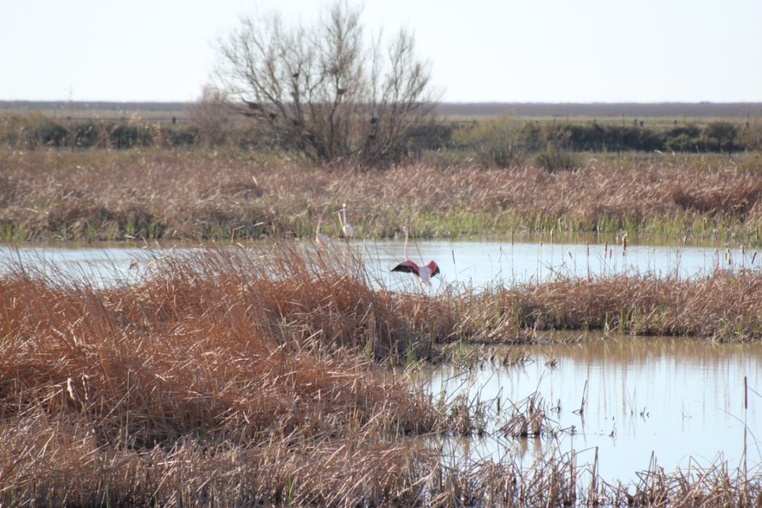 Doñana Doñana