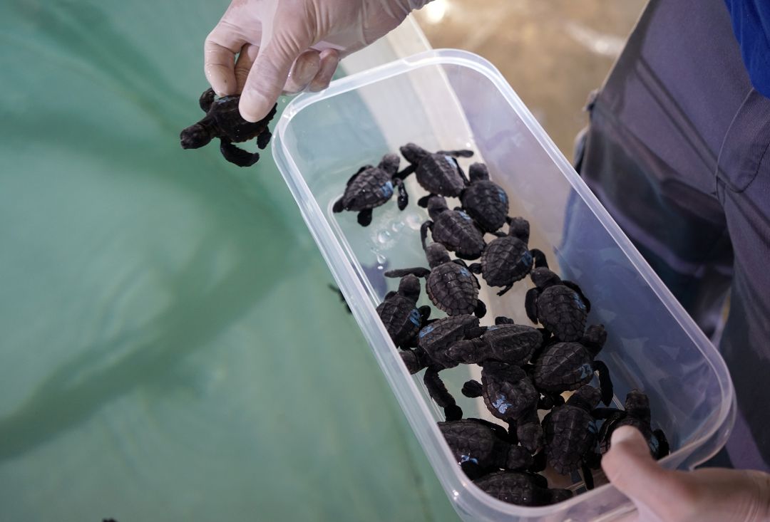 Imagen de las tortugas recién nacidas Imagen de las tortugas recién nacidas