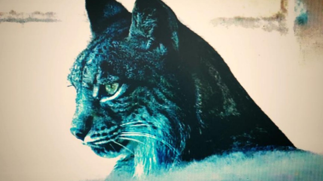 El Zoobotánico recibe una lince reproductora desde el Centro de Granadilla