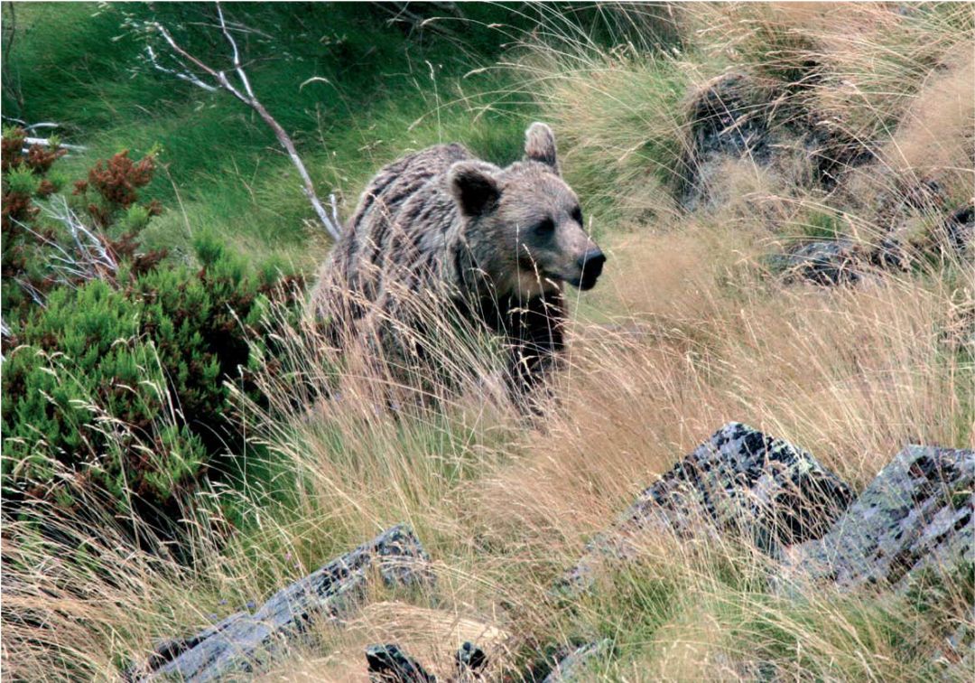 El Seprona busca un oso pardo herido en un accidente de tráfico en Brañosera