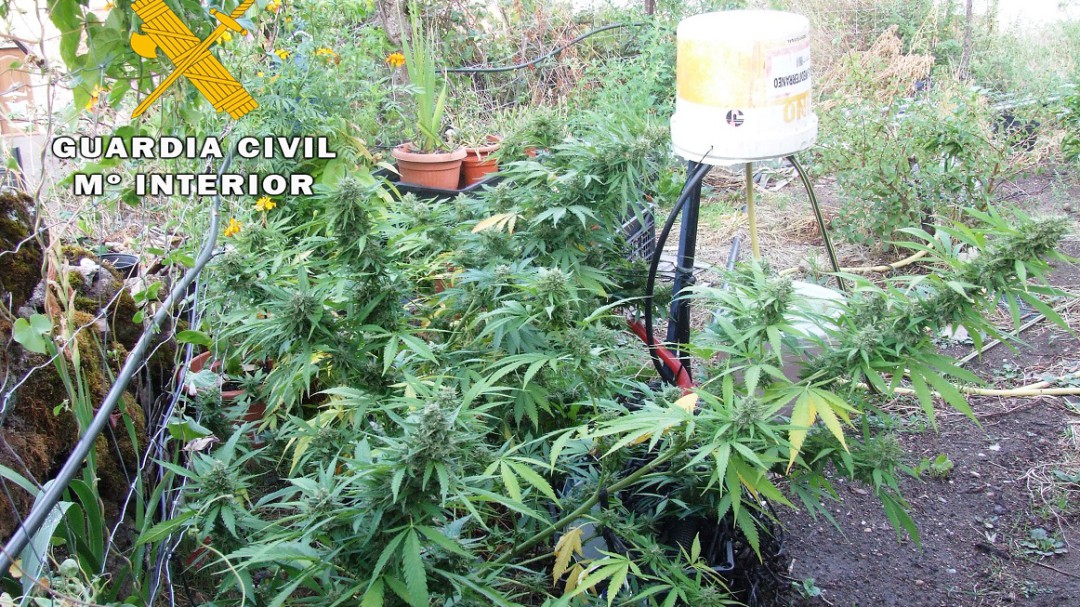 La Guardia Civil localiza en Mijares un huerto de marihuana y detiene a su propietario