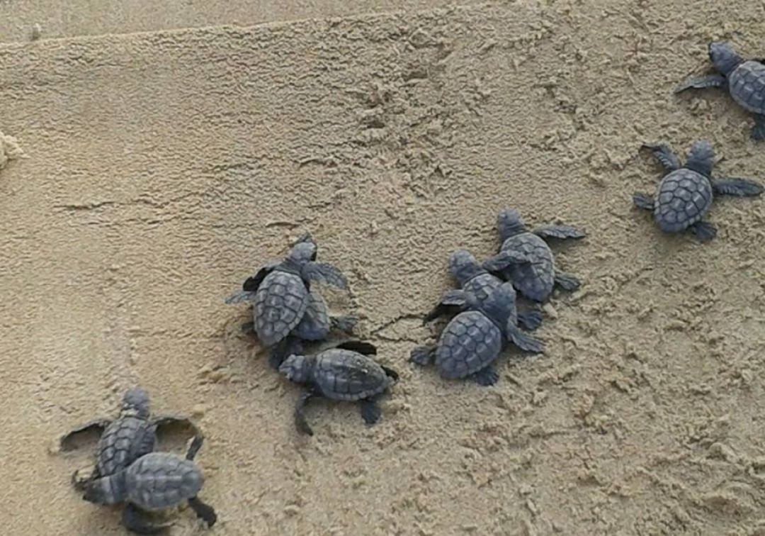 El Saler: El paraíso de las tortugas boba