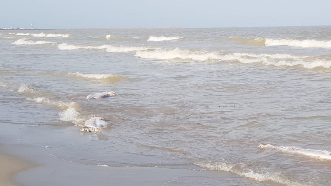 Ya están abiertas las playas de La Manga que fueron cerradas por la llegada de atunes muertos