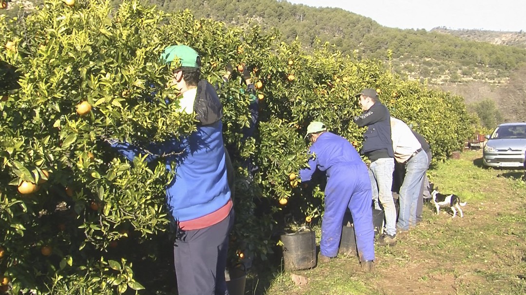 Los productores de cítricos confían en obtener beneficios esta temporada