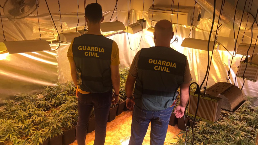 Pillados con 818 plantas de marihuana