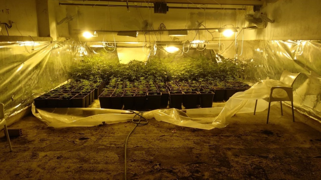 Cinco detenidos en Jerez y Sanlúcar tras desmantelar cinco plantaciones de marihuana