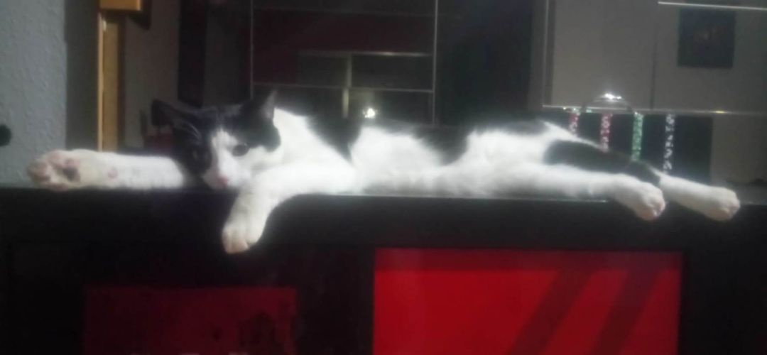 Un gato adoptado en centro de acogida Un gato adoptado en centro de acogida