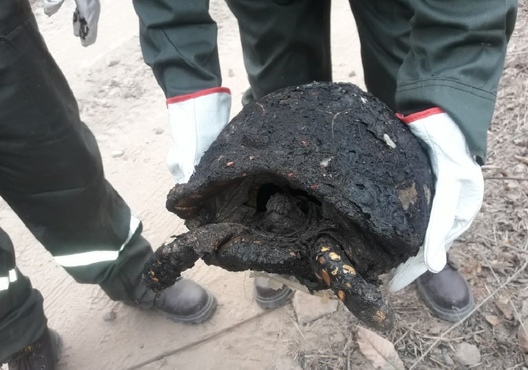 "Comprobamos que en la Amazonía no hay medios para trabajar en un incendio forestal"
