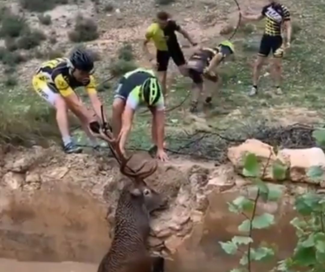 Unos ciclistas rescatan a un ciervo en Granada. Unos ciclistas rescatan a un ciervo en Granada.