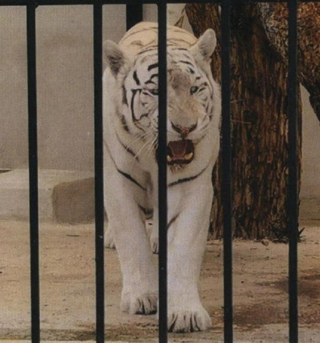 Tigre albino Tigre albino