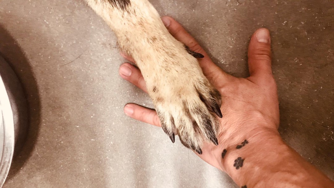 La Policía Local de Lorca despide con cariño a Dody, uno de los perros fundadores de la Unidad Canina del municipio