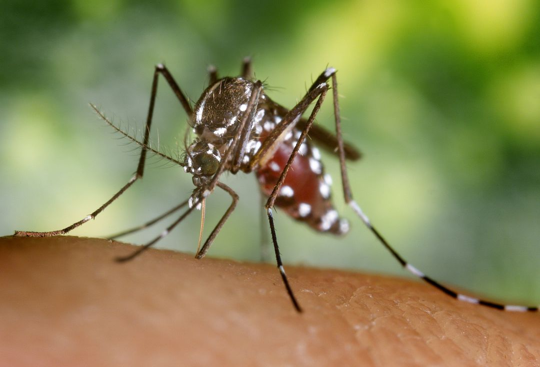 Mosquito tigre Mosquito tigre