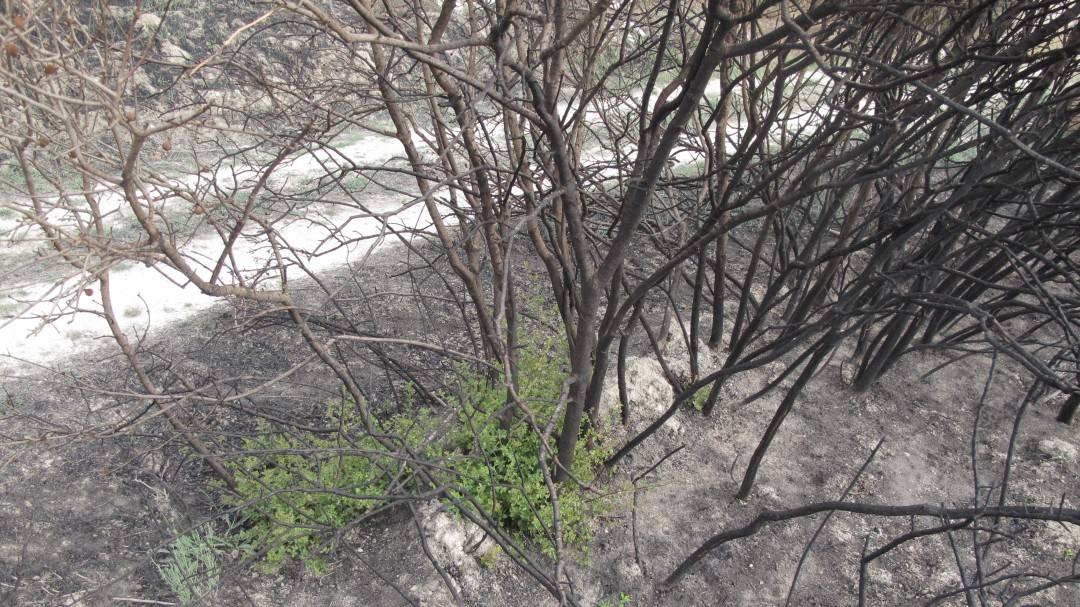 Los Monegros rebrotan dos meses después del incendio