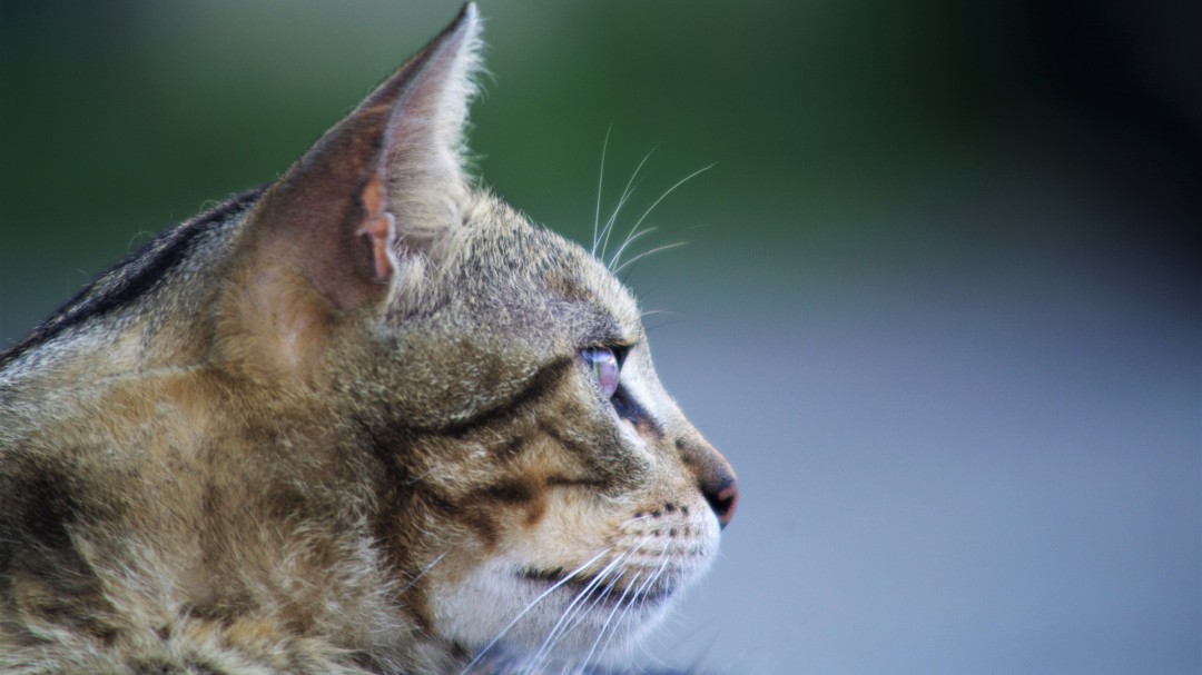 Animalistas y Sí Se Puede Sanse impiden el uso de jaulas trampa para la retirada de gatos