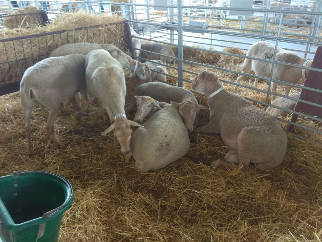 Feria Agroganadera de Huéscar Feria Agroganadera de Huéscar