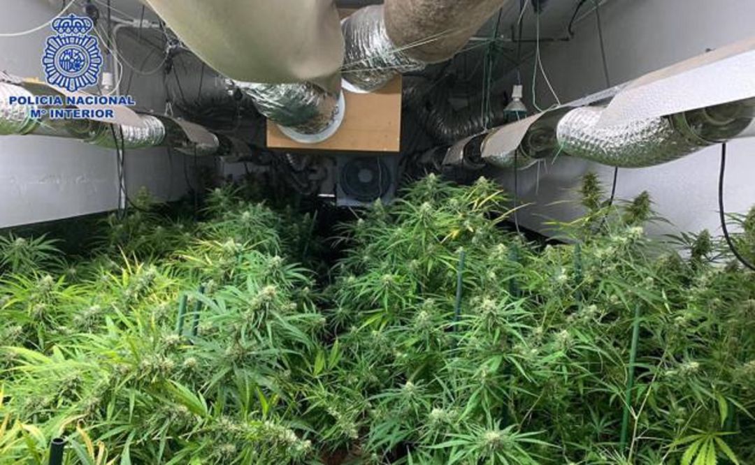 Plantación de marihuana. Plantación de marihuana.