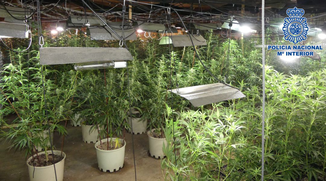 Desmantelada en Alberche una plantación de marihuana que estaba en manos de una organización internacional Desmantelada en Alberche una plantación de marihuana que estaba en manos de una organización internacional