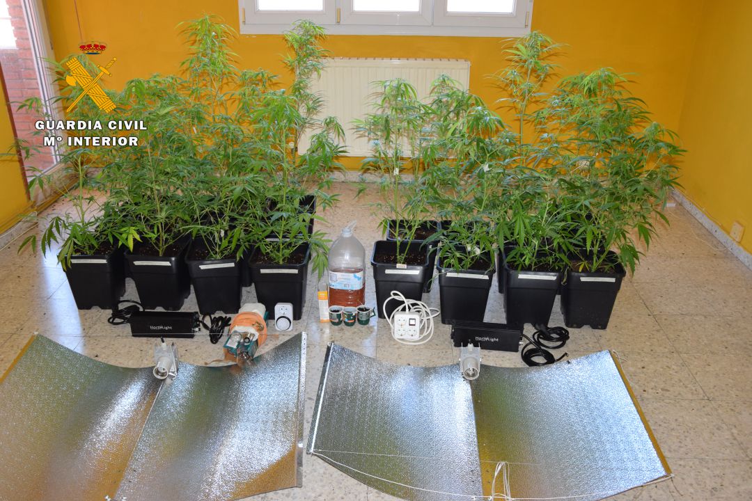 Reconocen que cultivaban marihuana pero actuaron en la creencia de actuar de forma legal Reconocen que cultivaban marihuana pero actuaron en la creencia de actuar de forma legal