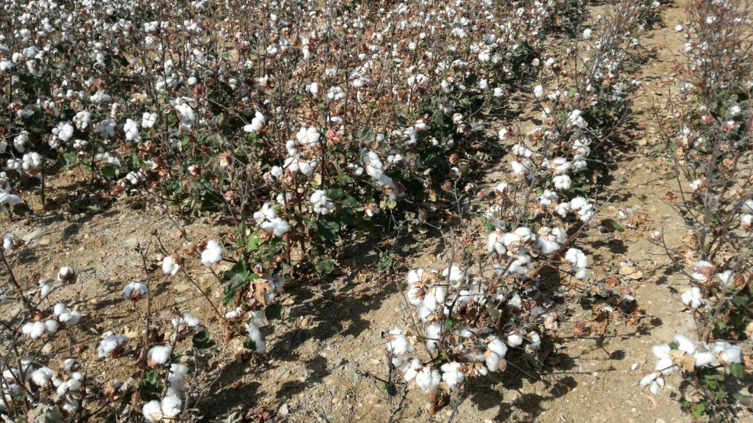 Comienza la campaña del algodón con previsiones de un 16% de incremento en la producción