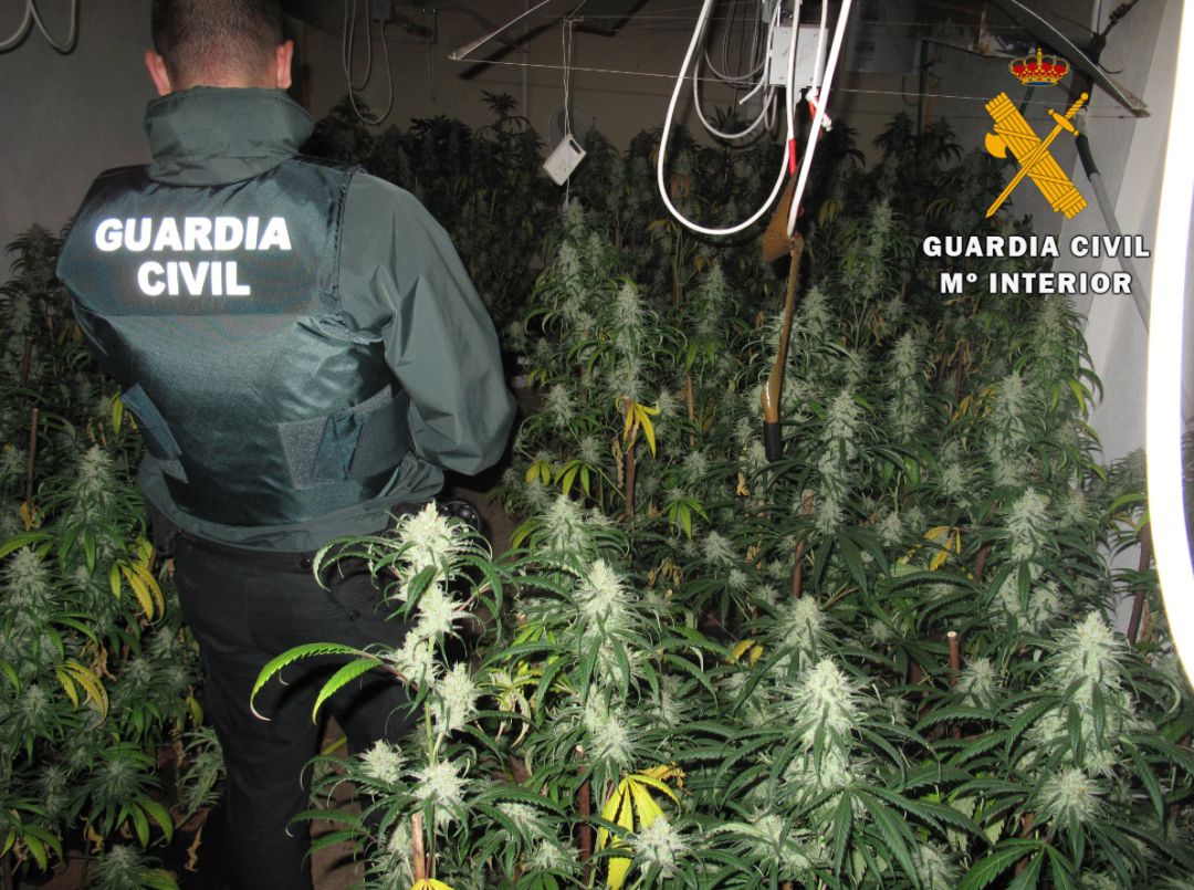 Incautadas 518 plantas de marihuana en Madridejos, Nambroca y Pantoja Incautadas 518 plantas de marihuana en Madridejos, Nambroca y Pantoja