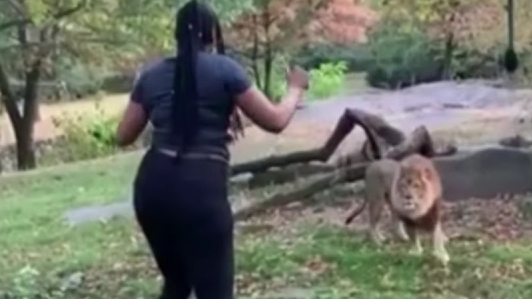 Una mujer se cuela en la zona restringida de un zoo para provocar a un león