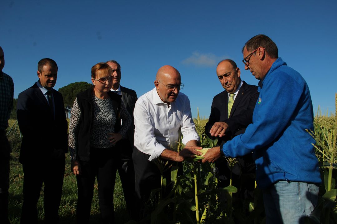 El consejero de Agricultura Jesús Julio Carnero, en un campo de maiz de El Carracillo El consejero de Agricultura Jesús Julio Carnero, en un campo de maiz de El Carracillo