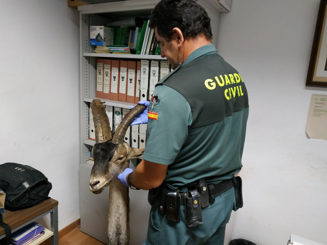 Dos detenidos por la caza furtiva de un macho de cabra montés en España.
Dos detenidos por la caza furtiva de un macho de cabra montés en España.