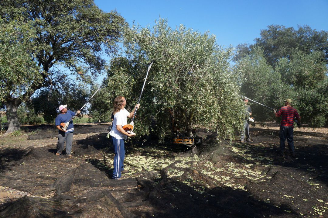 Recogida de aceitunas en un olivar de la provincia de Córdoba. Recogida de aceitunas en un olivar de la provincia de Córdoba.