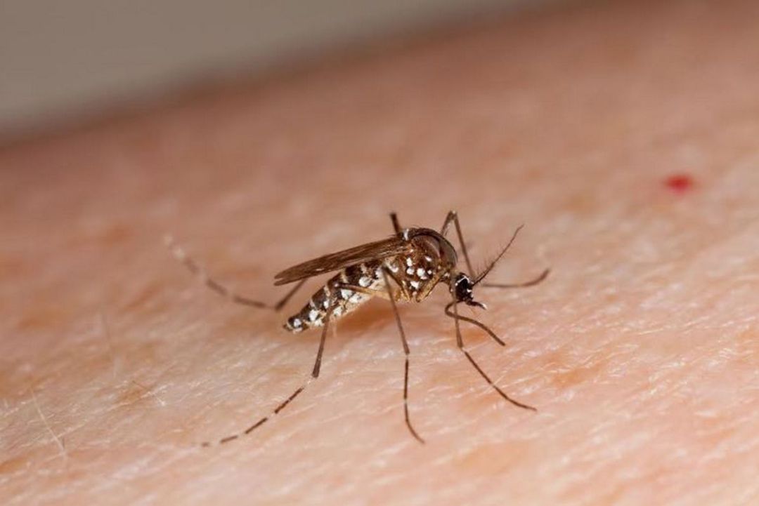 Imagen del mosquito tigre. Imagen del mosquito tigre.