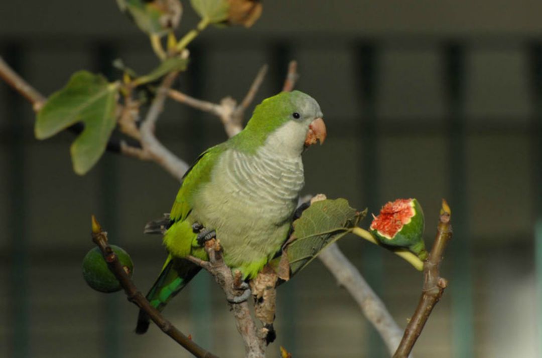 La cotorra argentina, una especie invasora La cotorra argentina, una especie invasora