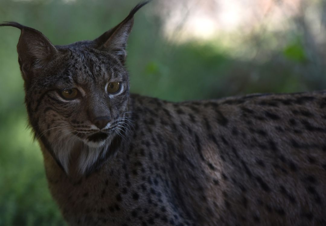 Foto de archivo de un lince ibérico. Foto de archivo de un lince ibérico.