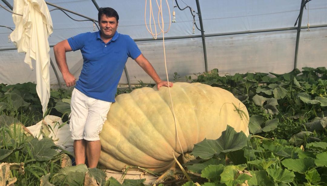 Las calabazas gigantes pueden llegar a crecer 25 kilos al día. Las calabazas gigantes pueden llegar a crecer 25 kilos al día.