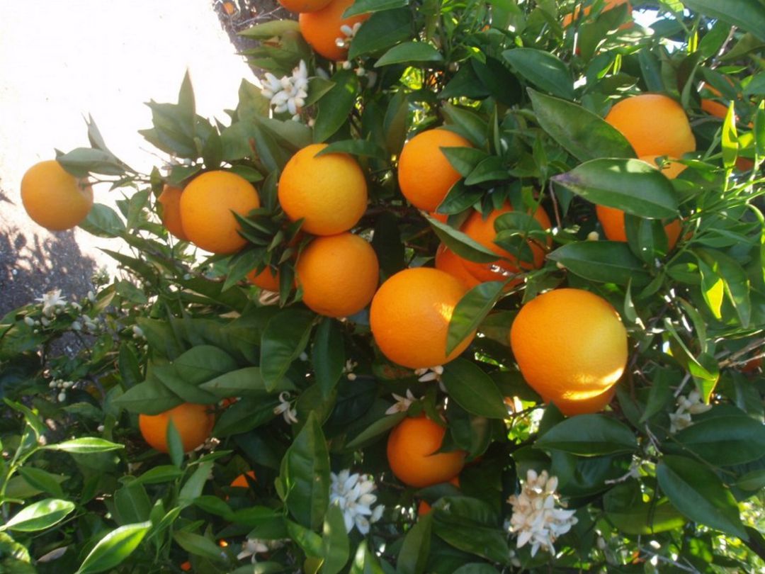 Imagen de archivo de naranjas en la Comunitat Valenciana. Imagen de archivo de naranjas en la Comunitat Valenciana.