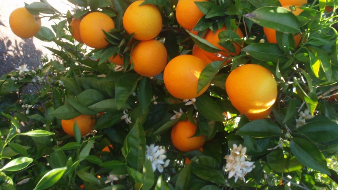 Los aranceles de Donald Trump afectarán a las clementinas de la Safor