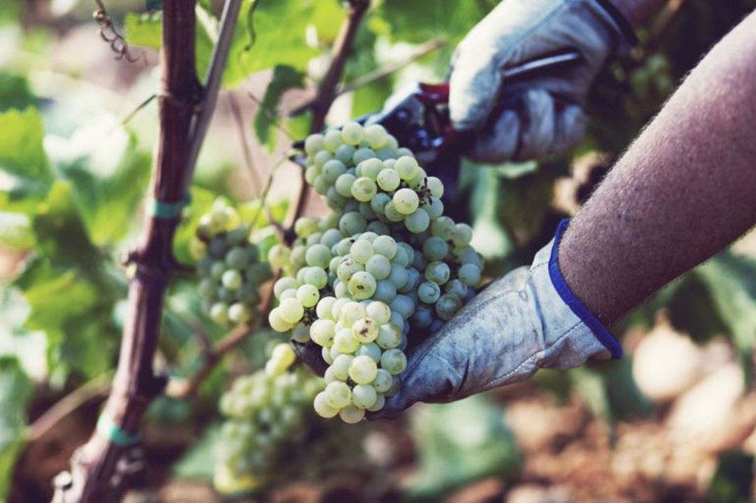 Bodegas y productores alimentarios apenas exportan a Estados Unidos Bodegas y productores alimentarios apenas exportan a Estados Unidos