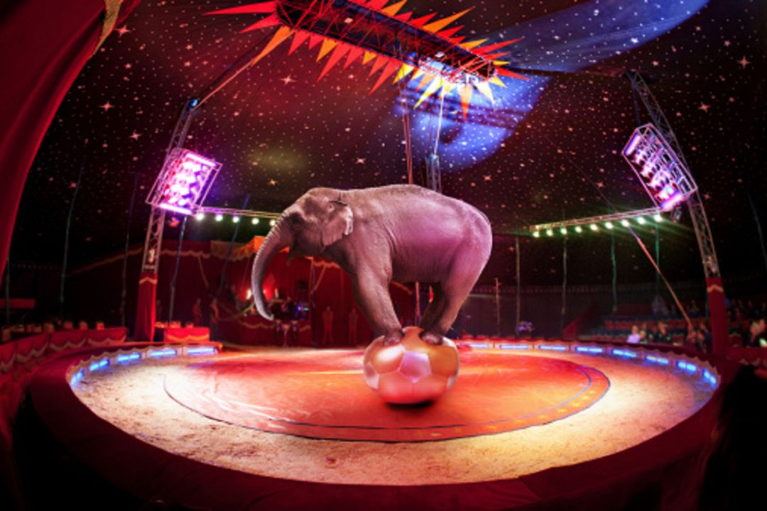 Sí que habrá circo con animales Sí que habrá circo con animales