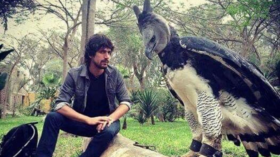 El águila harpía, la sorprendente ave que es confundida con una persona disfrazada