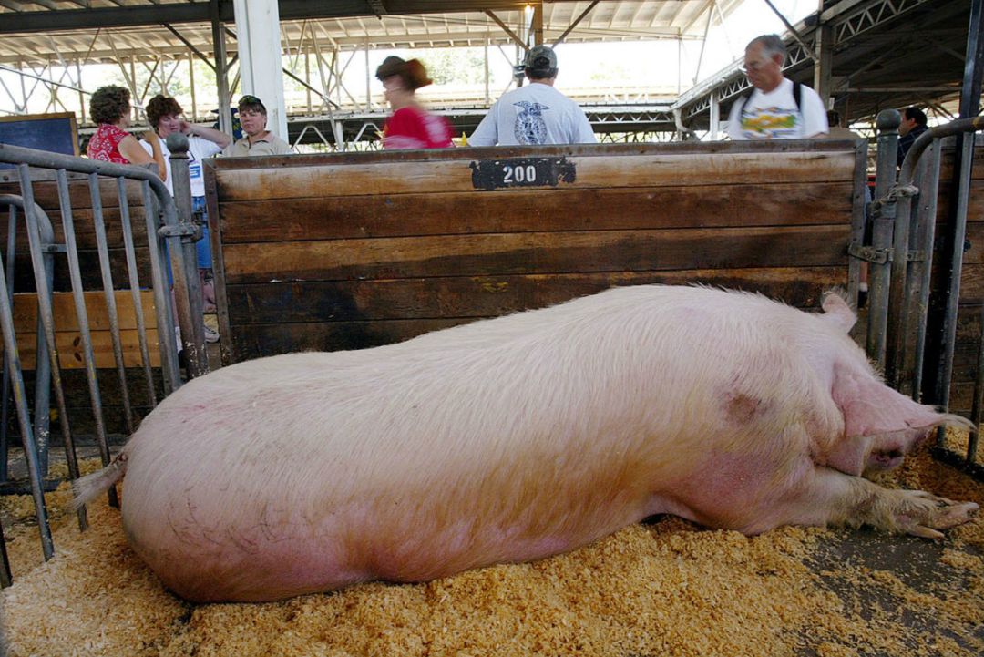 Una feria de ganado en EEUU. Una feria de ganado en EEUU.