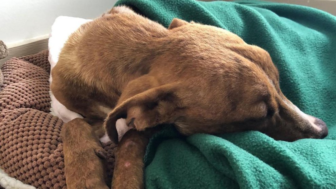 Hallan vivo a un perro debajo de un edificio un mes después del huracán Dorian