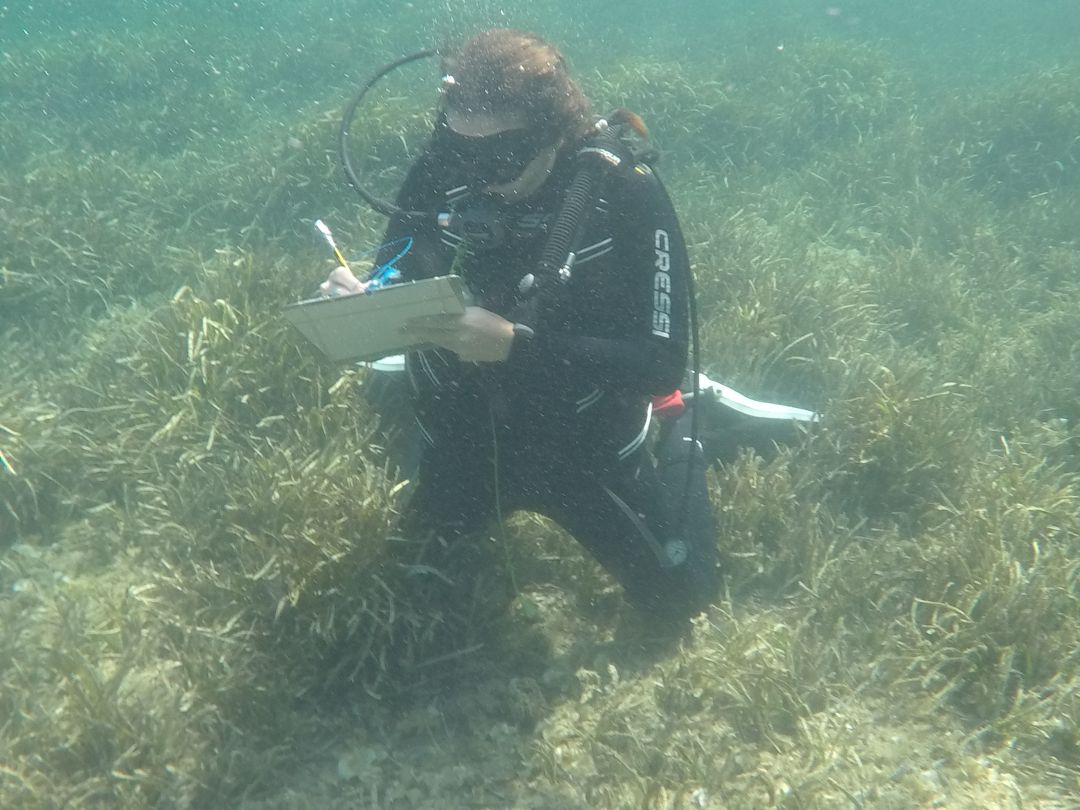 La campaña del Govern cuenta con 15 embarcaciones en las islas La campaña del Govern cuenta con 15 embarcaciones en las islas