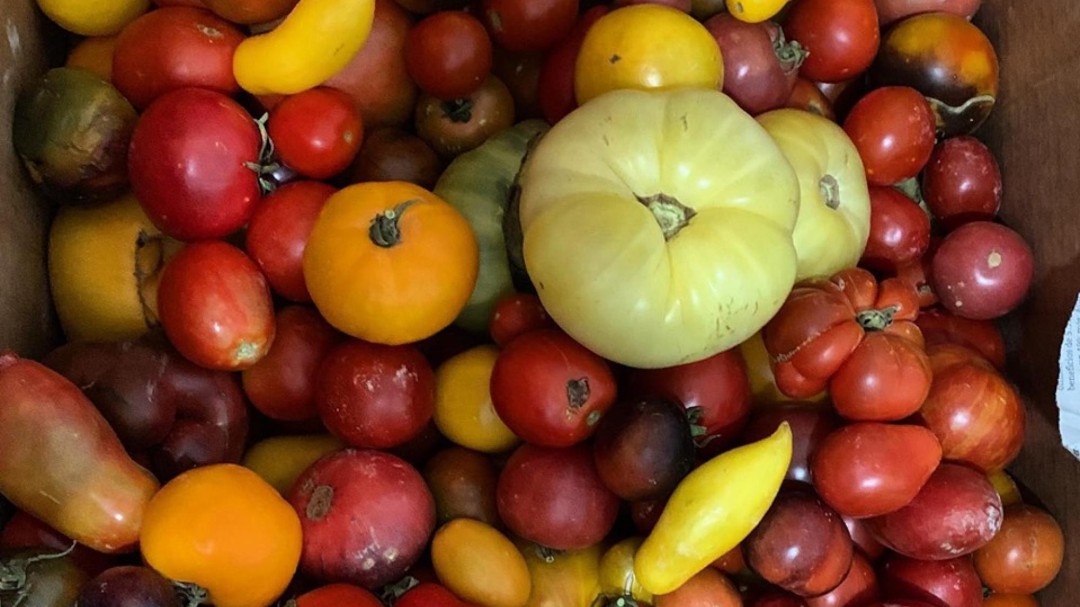 El restaurante Pablo y sus 700 variedades de tomates