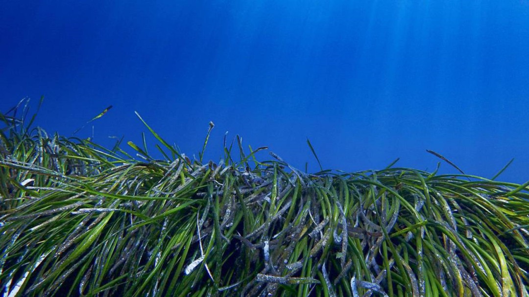 El Govern ha cobrado 25.000 euros de multas por fondear en posidonia