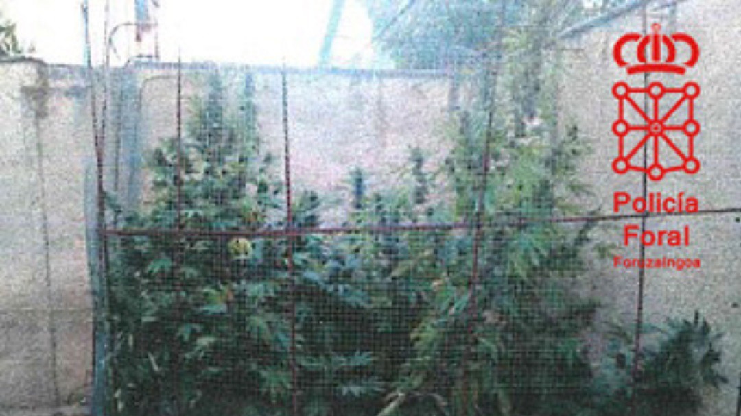 Acuden a un accidente y descubren una plantación de marihuana