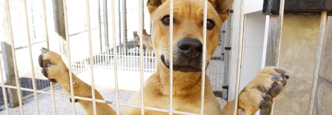 Perro en una perrera Perro en una perrera