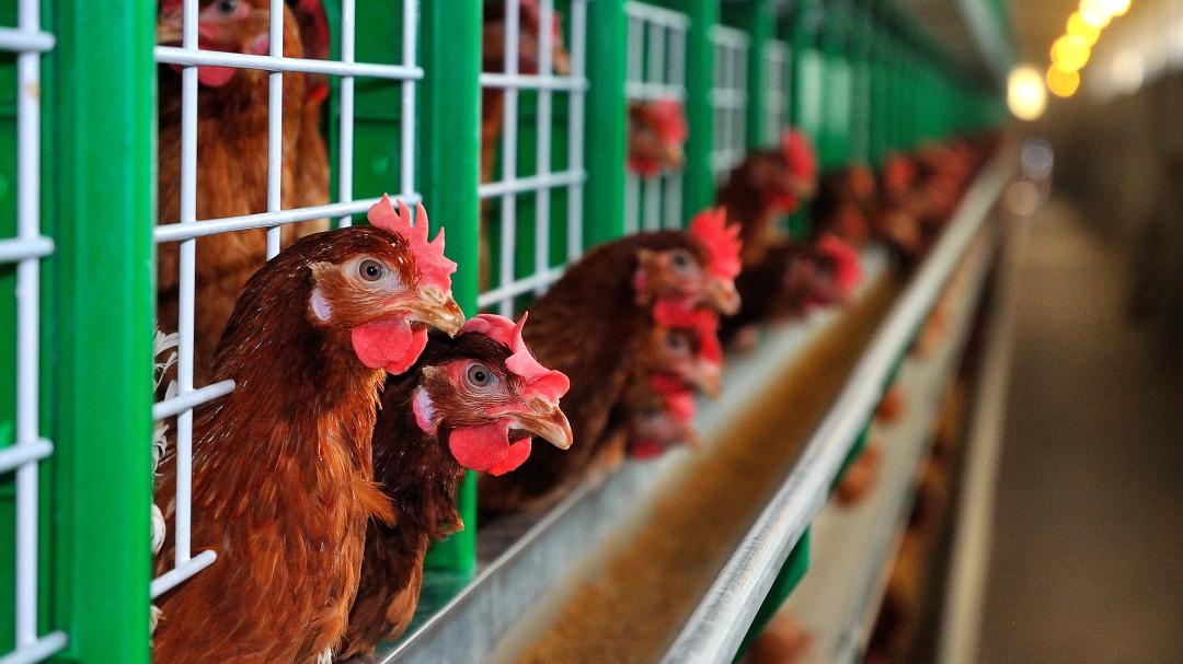 La Audiencia de Palencia confirma la pena de 15 meses de cárcel a un hombre que dejó morir a 2.900 gallinas