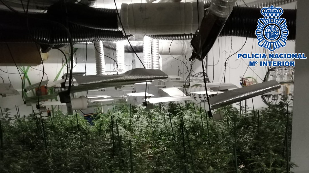 Desmantelada una plantación de cannabis en Villacañas