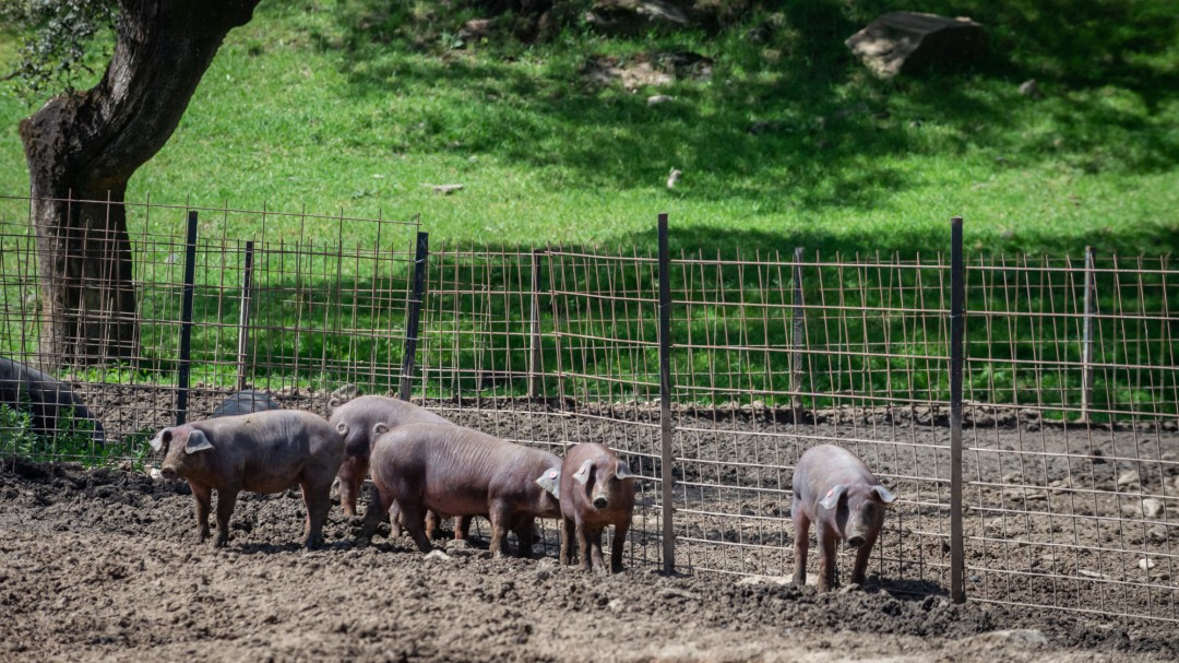14 grandes ciudades se comprometen a reducir el consumo de carne