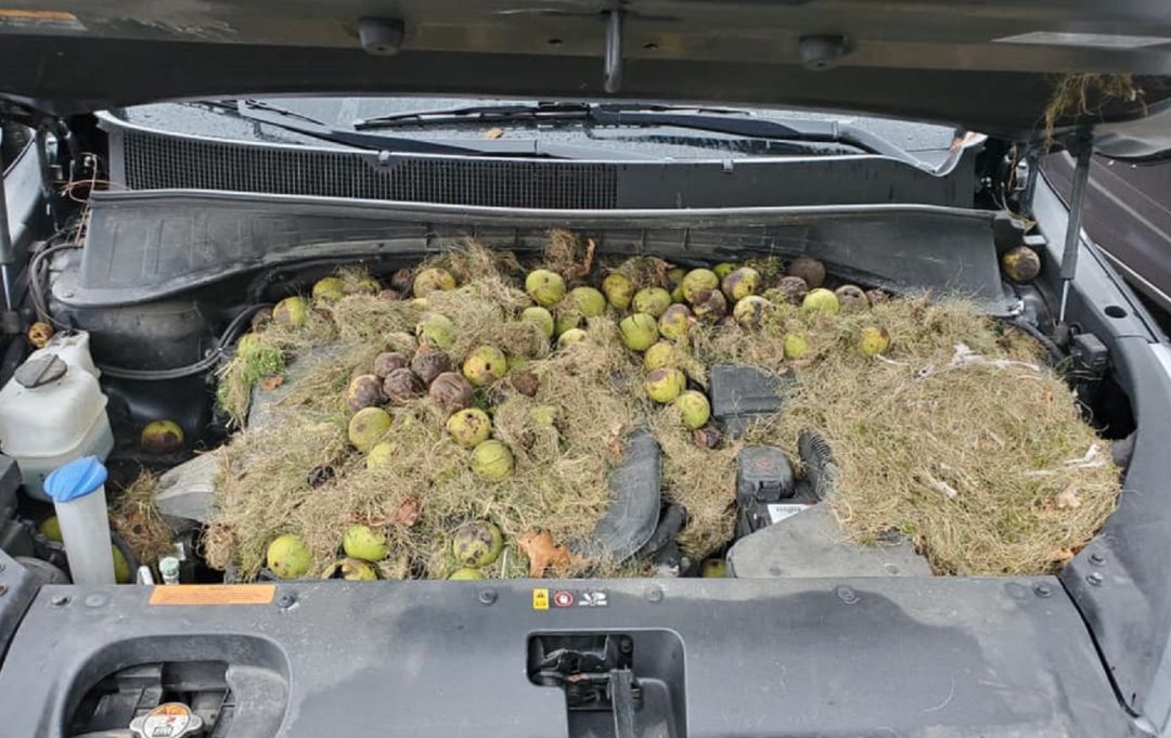 La mujer descubrió más de 200 nueces bajo el capó. La mujer descubrió más de 200 nueces bajo el capó.