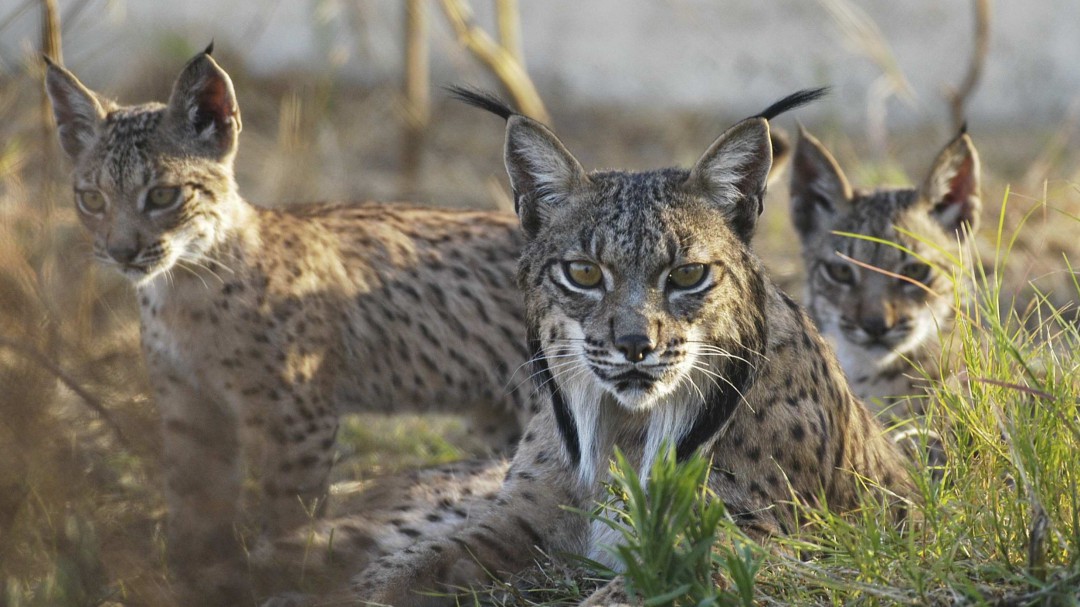 Muere atropellado un cachorro de lince