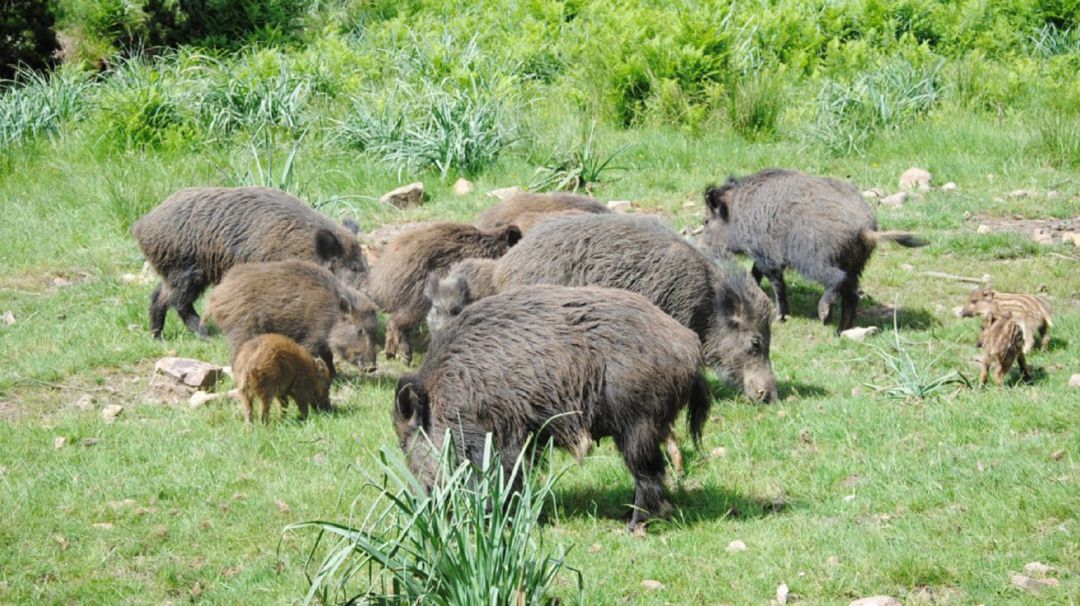 La población de jabalíes roza los doscientos mil ejemplares en Galicia La población de jabalíes roza los doscientos mil ejemplares en Galicia